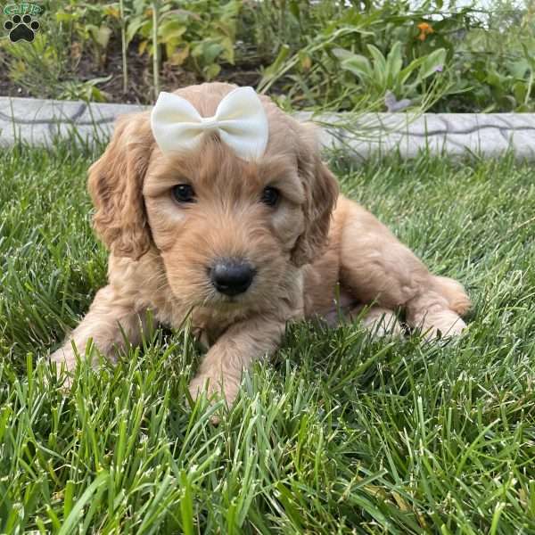 Andy, Mini Goldendoodle Puppy